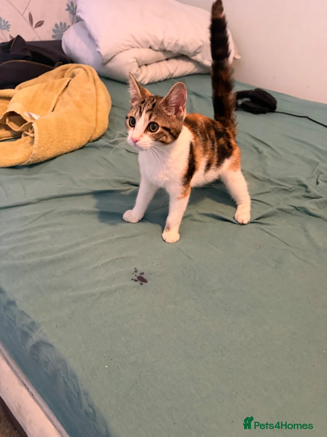 Mixed Breed cats for sale: Tilly - Advert 2