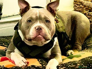 American Bully dogs American pocket bully bitch - Advert 4