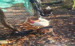 Chickens poultry for sale: Farm yard mix of laying hens and point of lay - Image 3