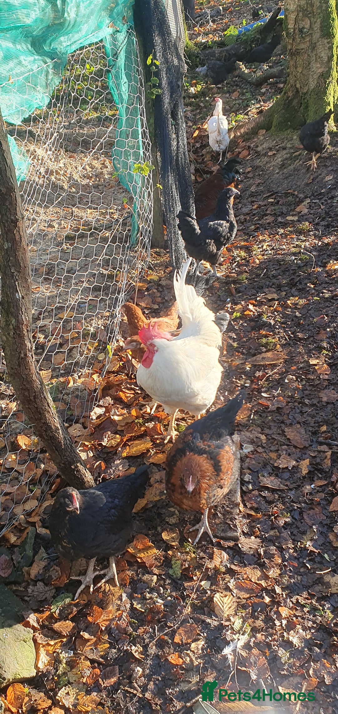 Chickens poultry for sale: Farm yard mix of laying hens and point of lay - Image 3