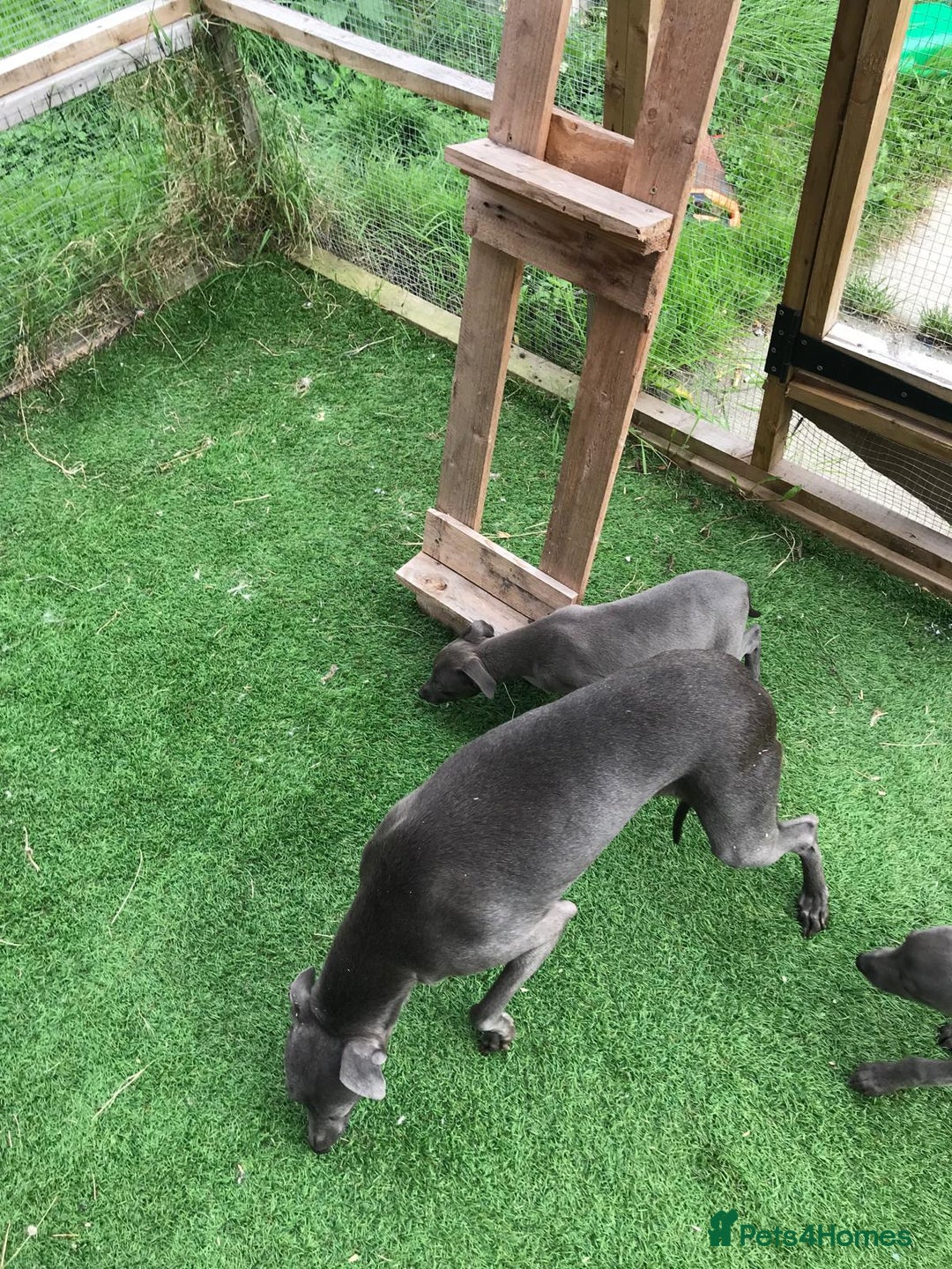 Whippet dogs for sale: KC whippets  - Image 16