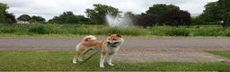 Japanese Shiba Inu dogs for sale:  **  Purebred Japanese Shiba Inu 🐕 - Advert 1