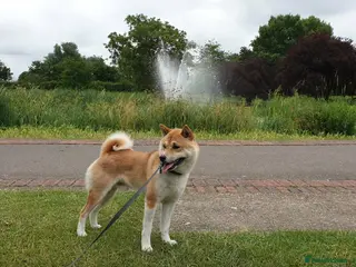 Japanese Shiba Inu dogs ** Purebred Japanese Shiba Inu 🐕 - Advert 3