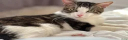 Mixed Breed cats for sale: AFFECTIONATE KITTENS ! READY FOR NEW HOME in London - Advert 4