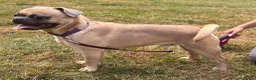 Mixed Breed dogs for sale: French bulldog x pug - Advert 4