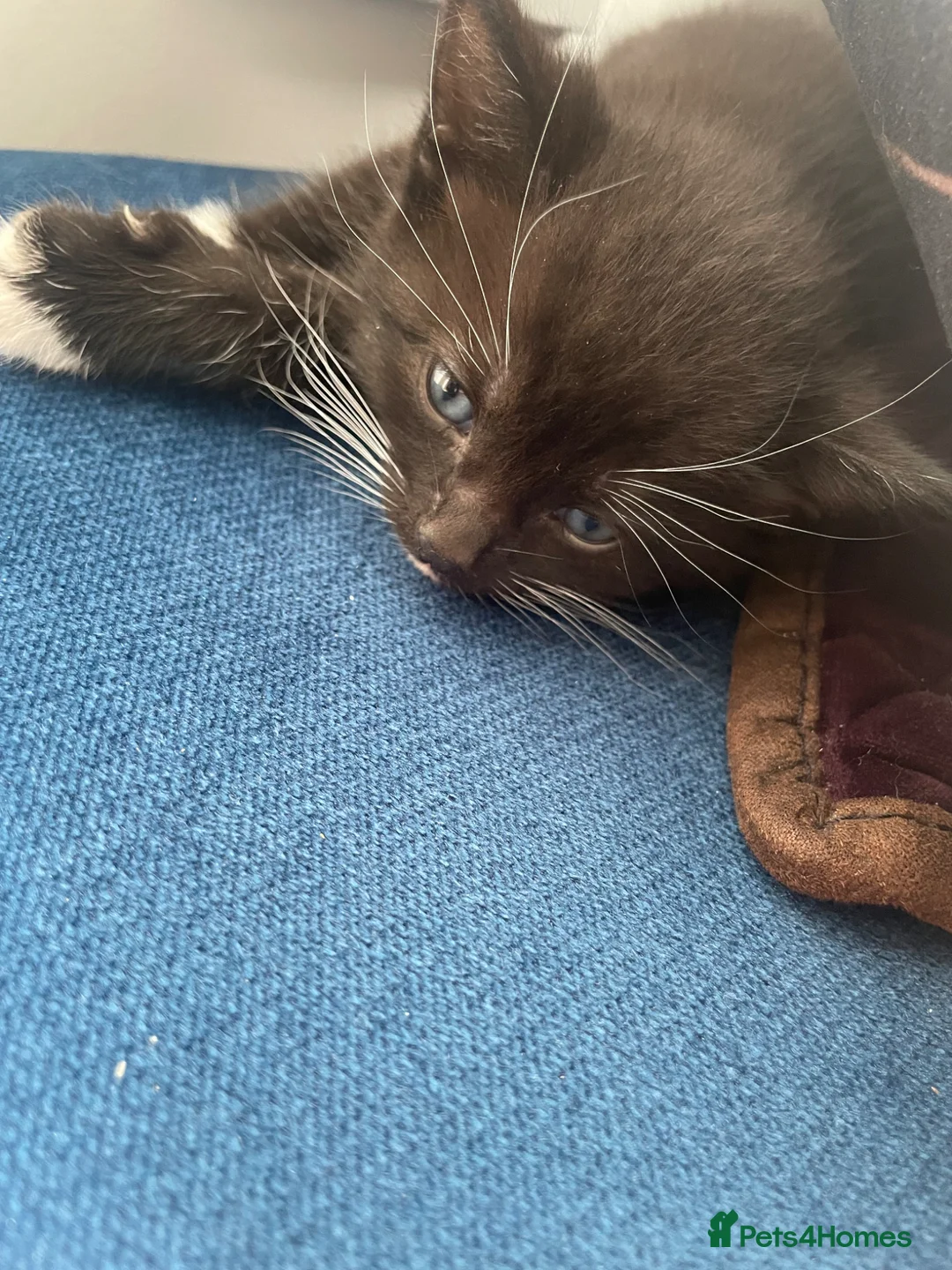 Mixed Breed cats for sale: Kittens for sale!  - Advert 2