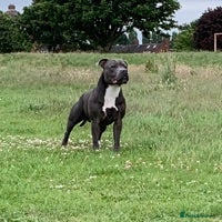 Staffordshire Bull Terrier dogs for stud: STUD DUTIES - Advert 6
