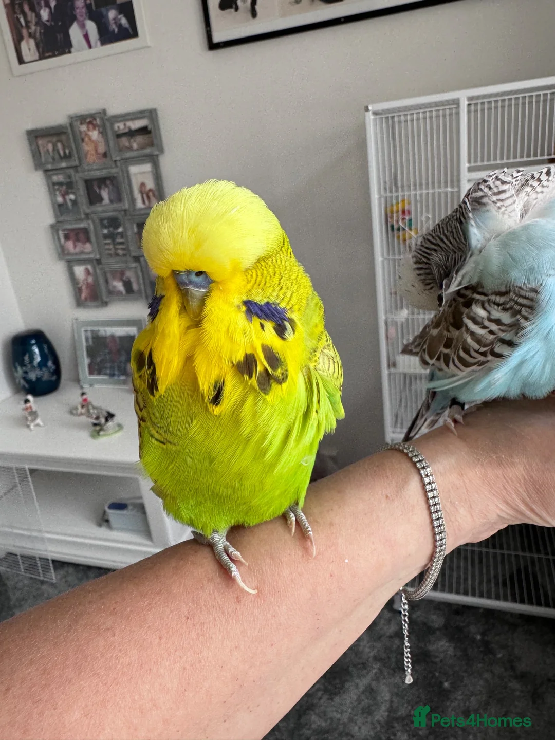 Budgerigars birds for sale: Super Tame Male Exhibition Budgie - Advert 2