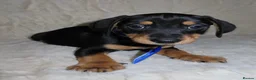 Dachshund dogs for sale: BEAUTIFUL DACHSHUND READY FOR FOREVER HOME!!! in Wolverhampton - Advert 13