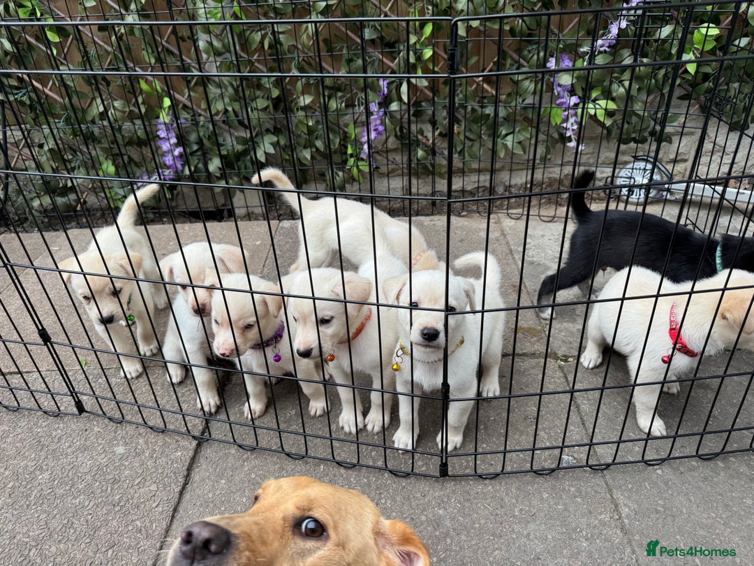 Mixed Breed dogs for sale: Beautiful Puppies looking for their forever home♥️ - Image 30