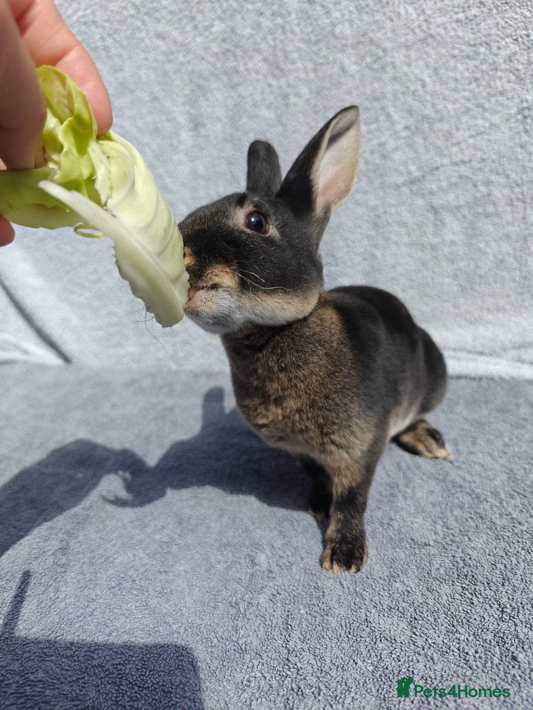 Rex rabbits for sale: Mini Rex Buck - Image 18