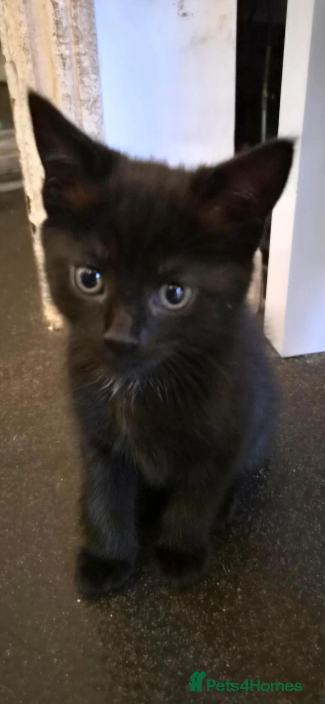 Mixed Breed cats for sale: Very sweet little female kitten  - Advert 5