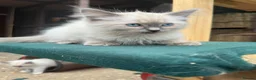 Ragdoll cats for sale: Blue point kittens - Advert 6