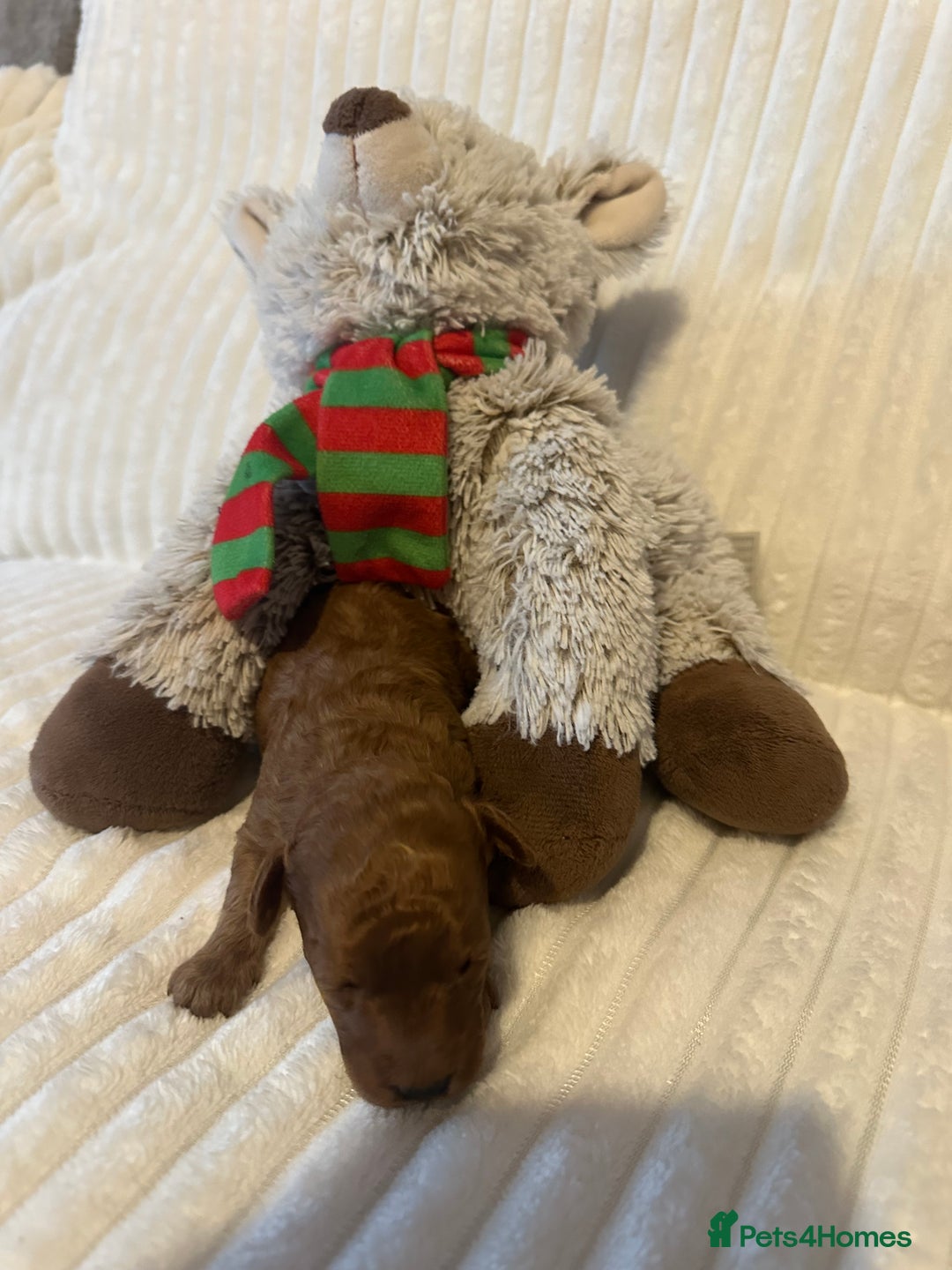 Toy Poodle dogs for sale: 2 TINY BOYS LEFT kc registered deep red toy poodle - Advert 22