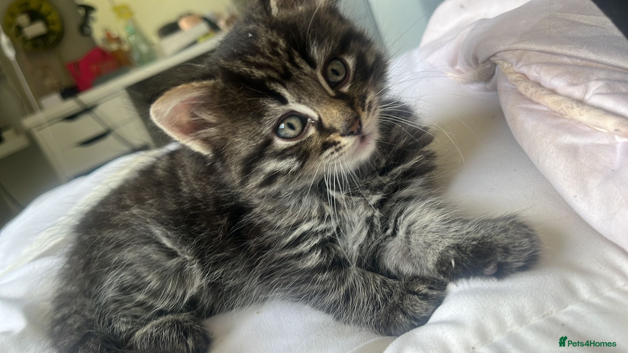Mixed Breed cats for sale: 3 gorgeous kittens for sale - Advert 8