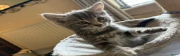 Mixed Breed cats for sale: Kittens Grey Females in Darlington - Advert 3