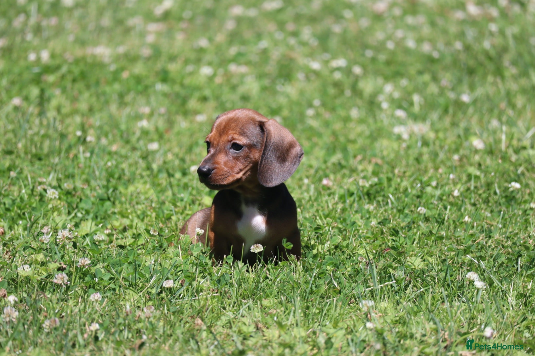 Miniature Dachshund dogs Miniature Dachshunds 1 boy left REDUCED  - Advert 2