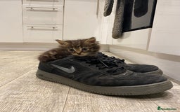 Snowshoe cats for sale: Girl kittens for sale - Image 5