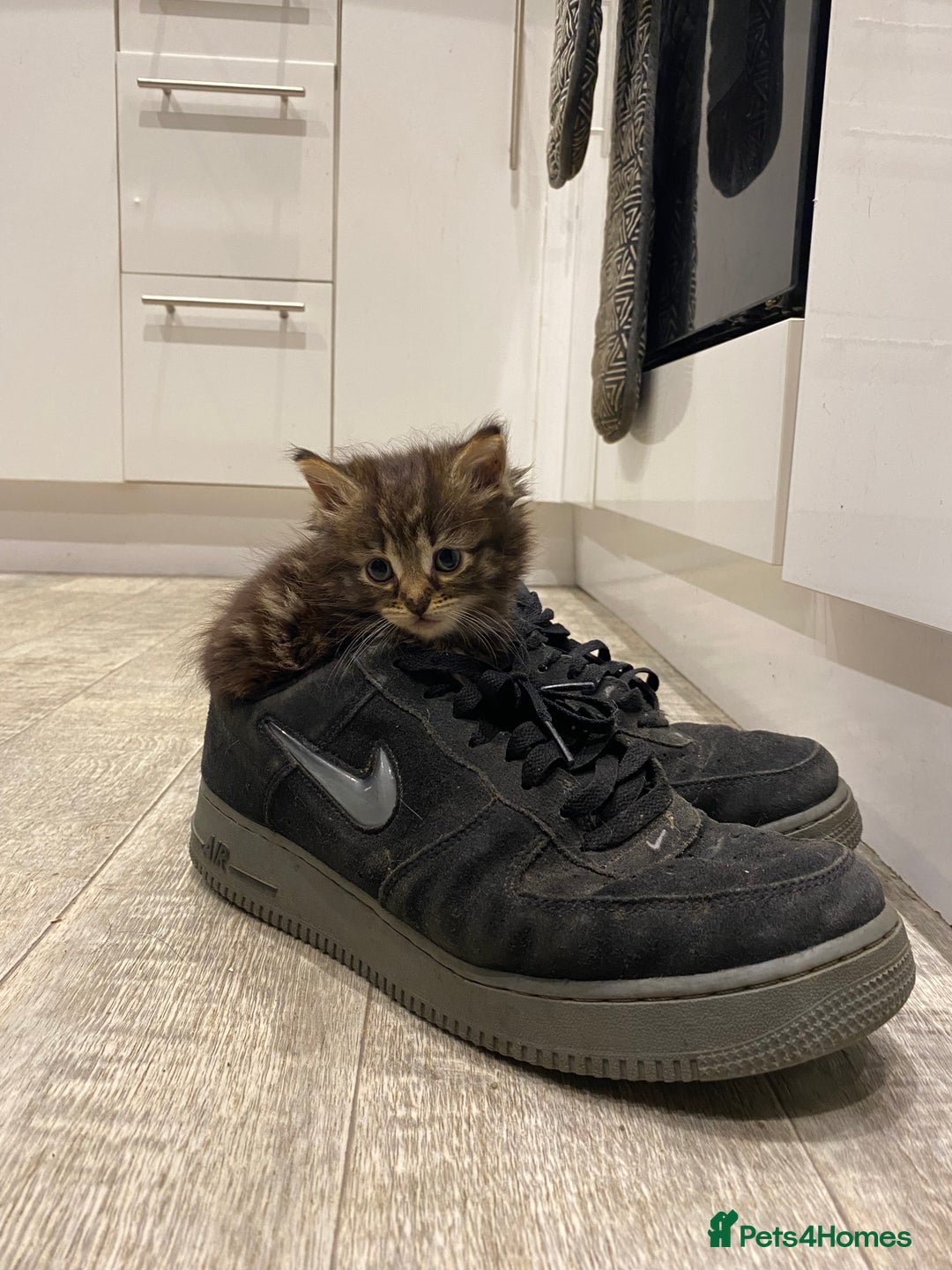 Snowshoe cats for sale: Girl kittens for sale - Image 5