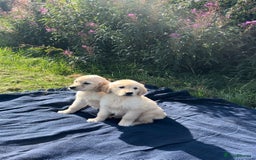 Golden Retriever dogs for sale: Golden retriever puppy's for sale  - Image 1