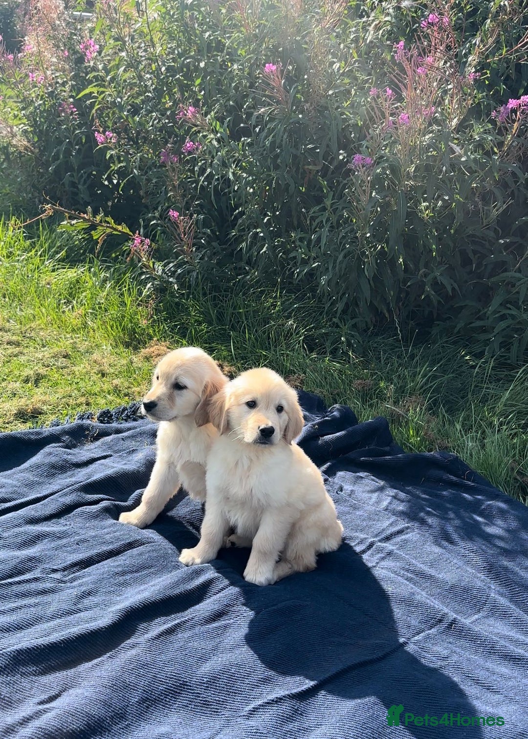 Golden Retriever dogs for sale: Golden retriever puppy's for sale  - Image 1