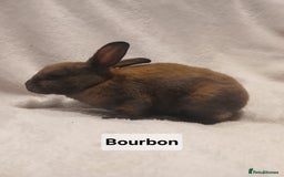 Rex rabbits for sale: Baby Purebred Rex Rabbits For Sale - Image 14