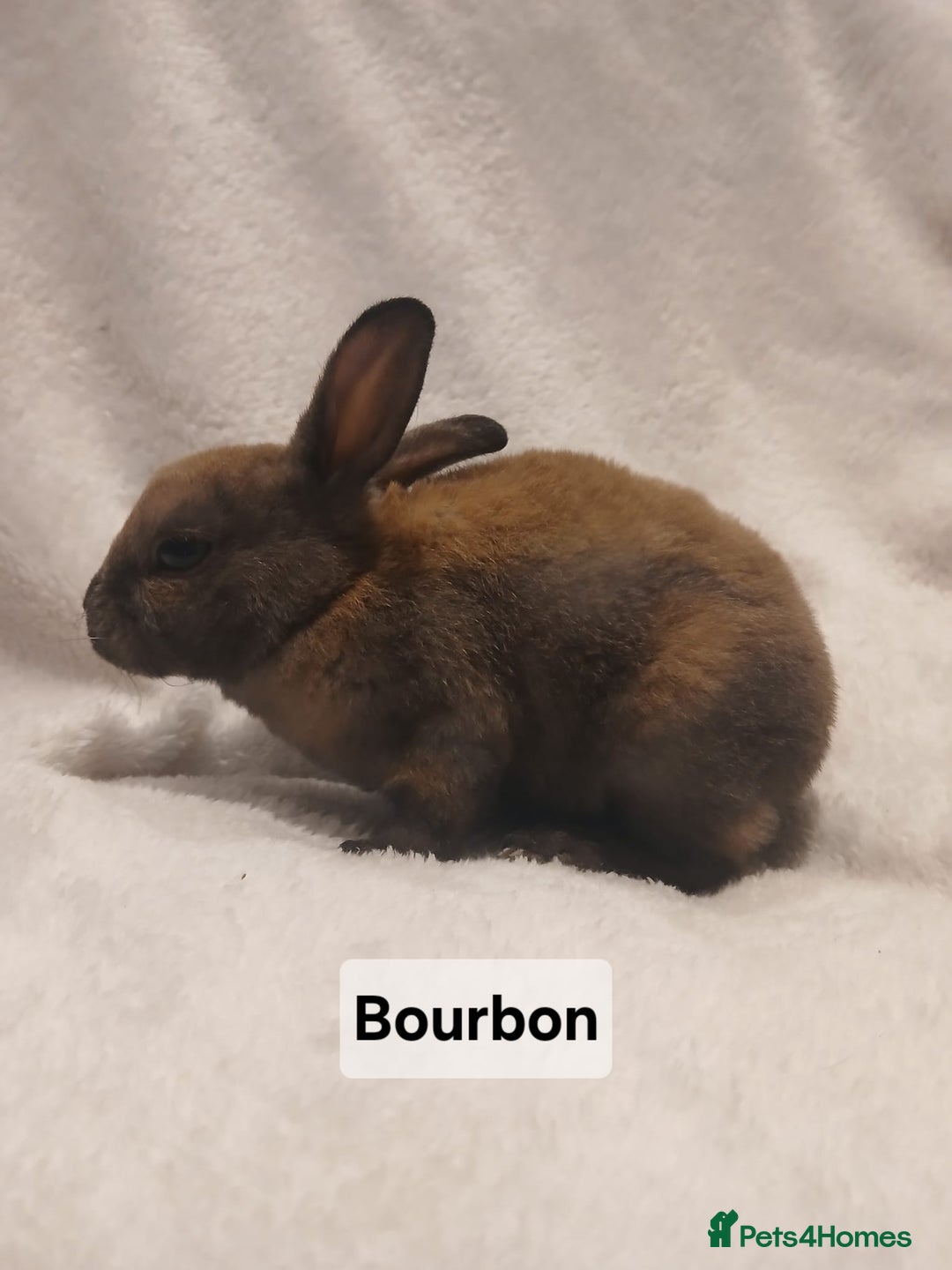 Rex rabbits for sale: Baby Purebred Rex Rabbits For Sale - Image 14