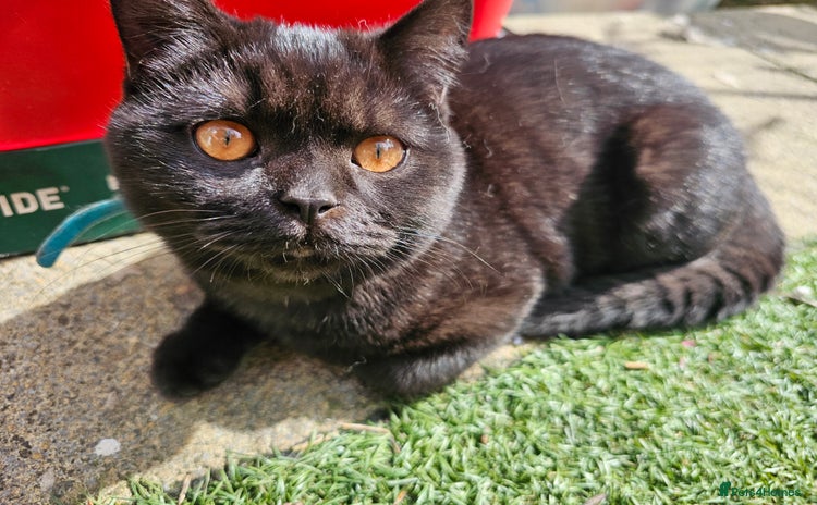 British Shorthair cats in Sowerby Bridge - Advert 2