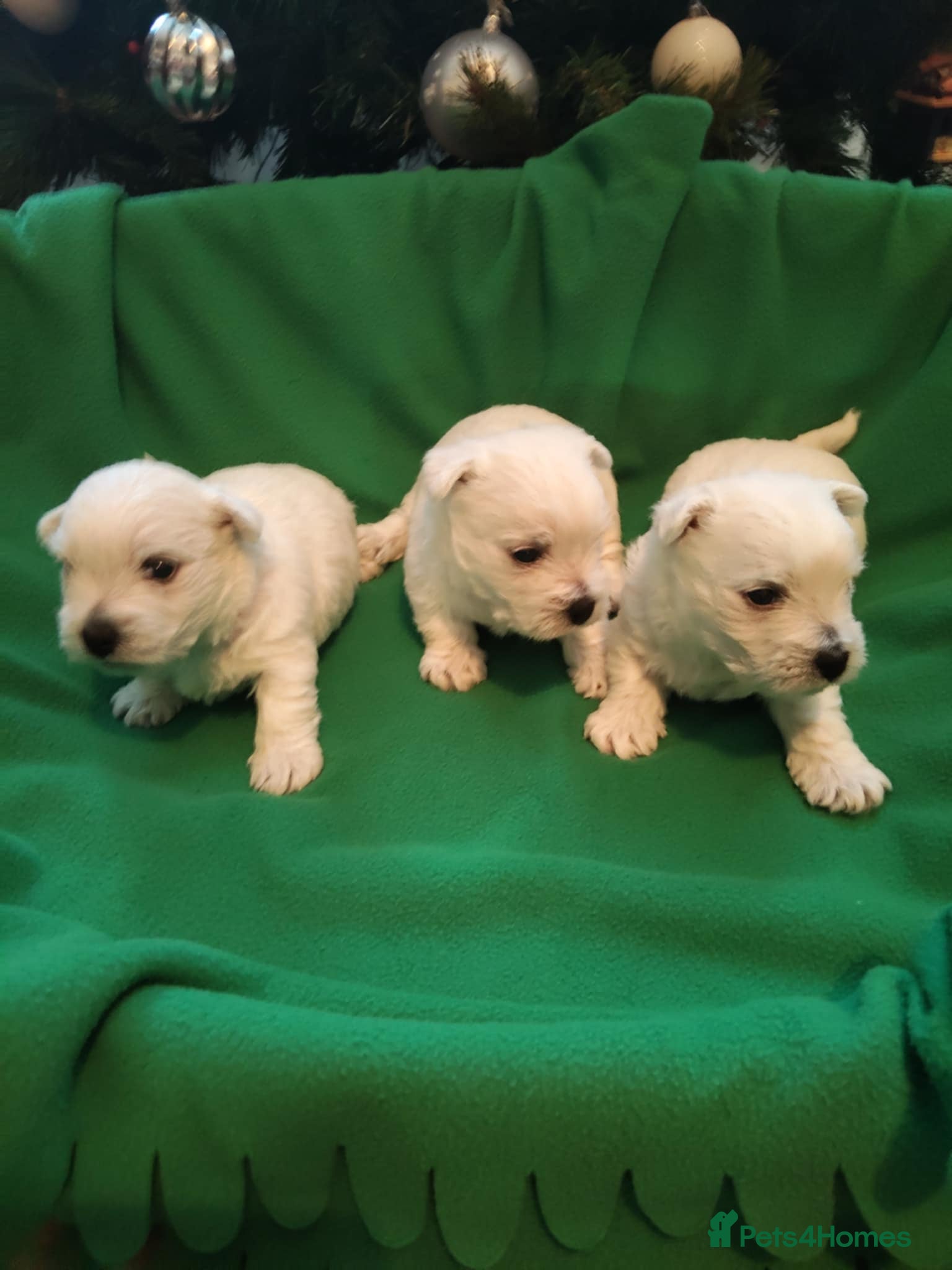 West Highland Terrier dogs West Highland Terrier Puppies - Advert 2