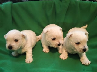 West Highland Terrier dogs West Highland Terrier Puppies - Advert 6
