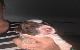 Sprocker dogs for sale: 6 Sprocker Pups - Image 3