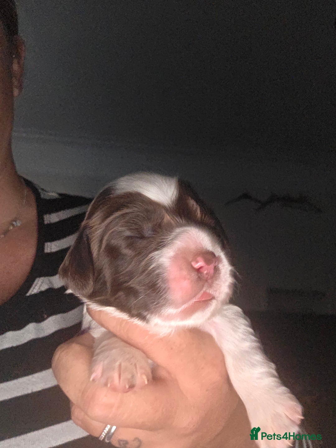 Sprocker dogs for sale: 6 Sprocker Pups - Image 3