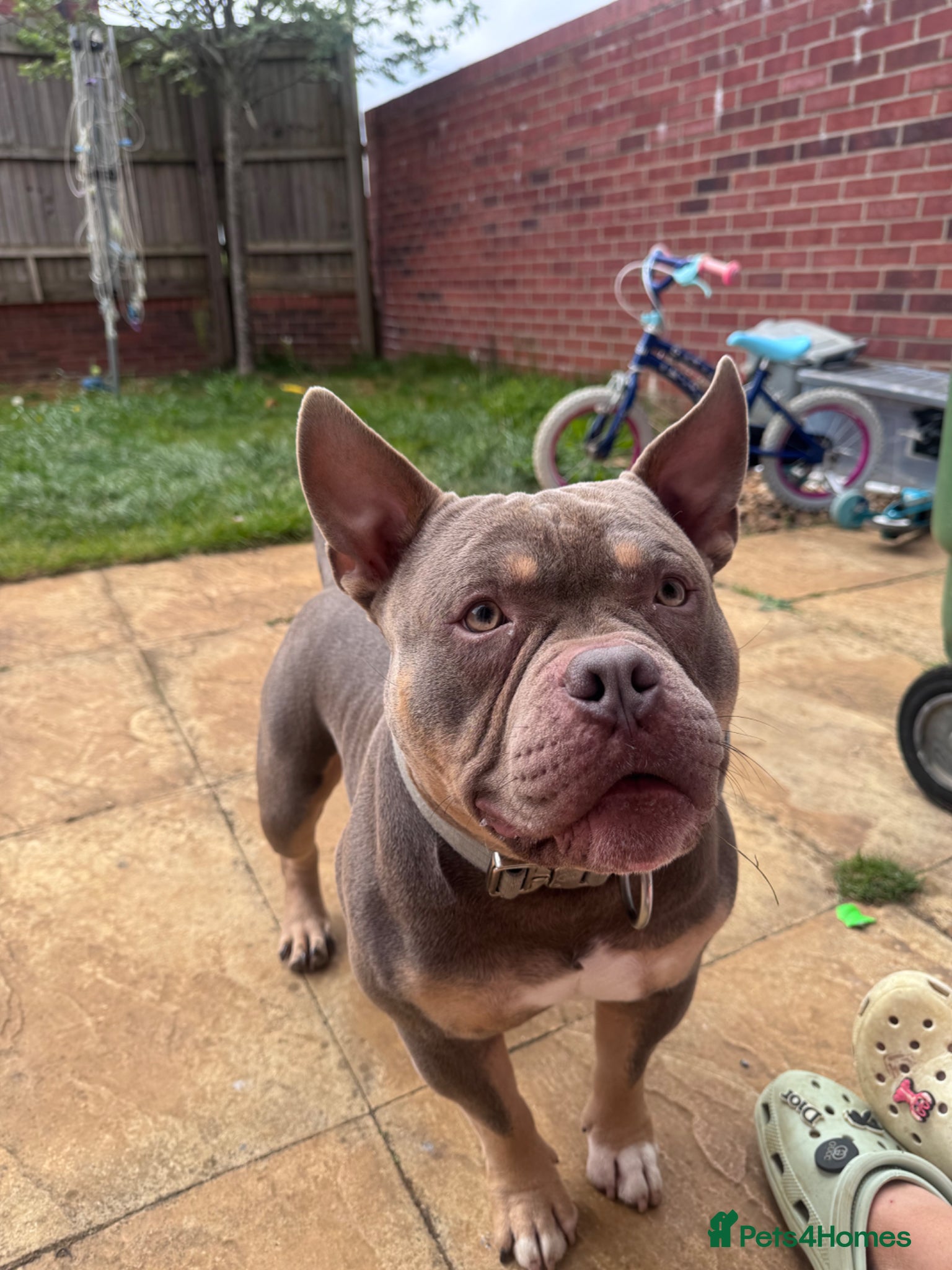 American Bully dogs Pocket/Mirco bully  - Advert 8