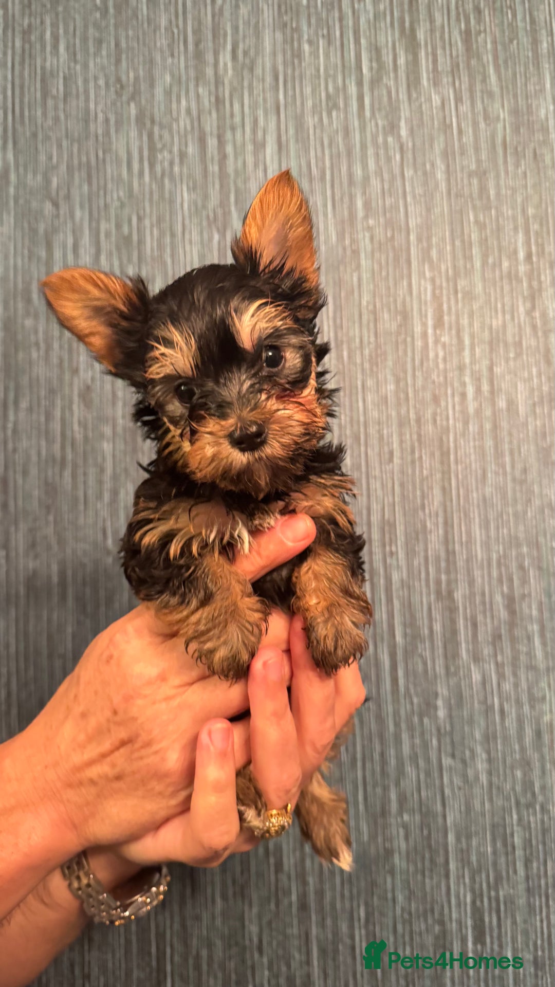 Yorkshire Terrier dogs for sale: Yorkshire terrier puppy  - Image 23