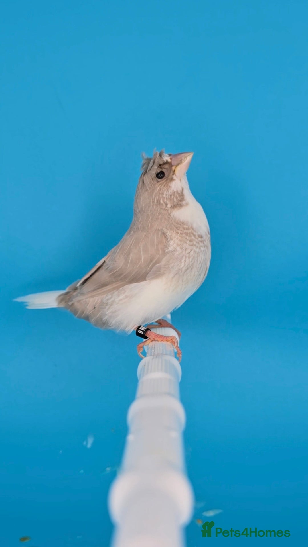 Finches birds for sale: Bengalese finches  - Advert 1