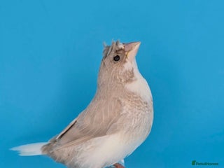 Finches birds Bengalese finches - Advert 3