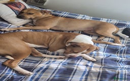 American Bull Staffy dogs for sale: Two lovely girls  - Image 5
