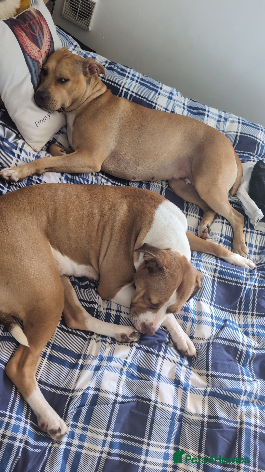 American Bull Staffy dogs for sale: Two lovely girls  - Image 5