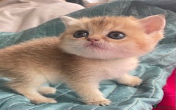 British Shorthair cats for sale: Gorgeous pure breed colour point and golden kitten - Image 24