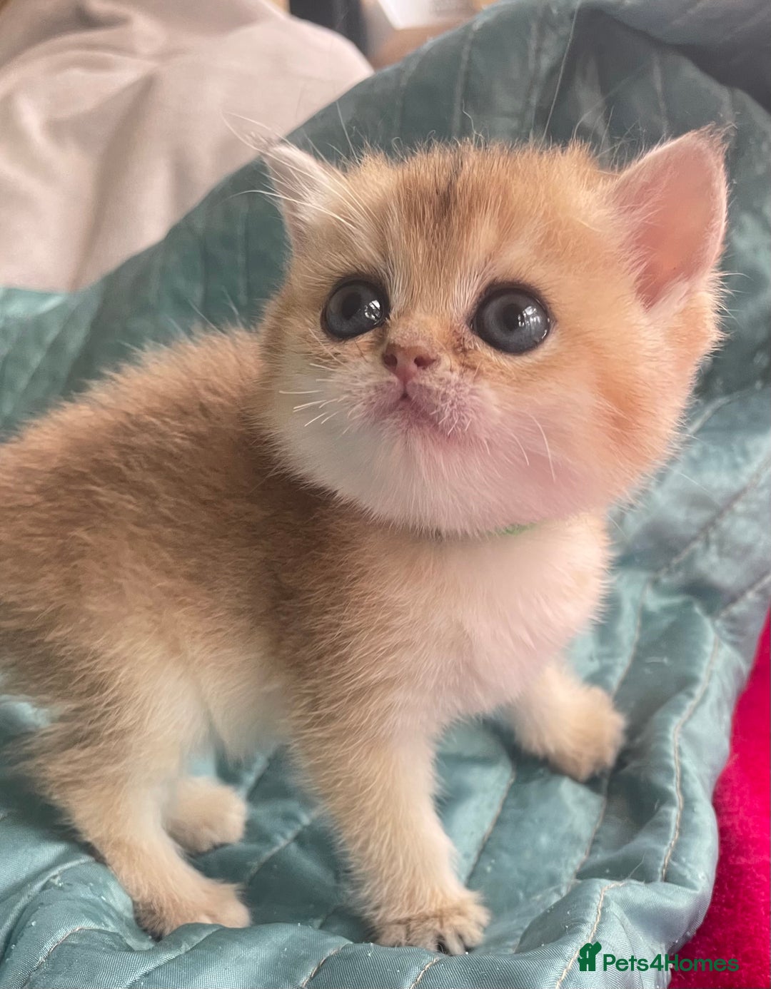 British Shorthair cats for sale: Gorgeous pure breed colour point and golden kitten - Image 24