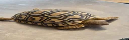 Tortoise reptiles for sale: Leopard Tortoise hatchlings in Rugby - Advert 5