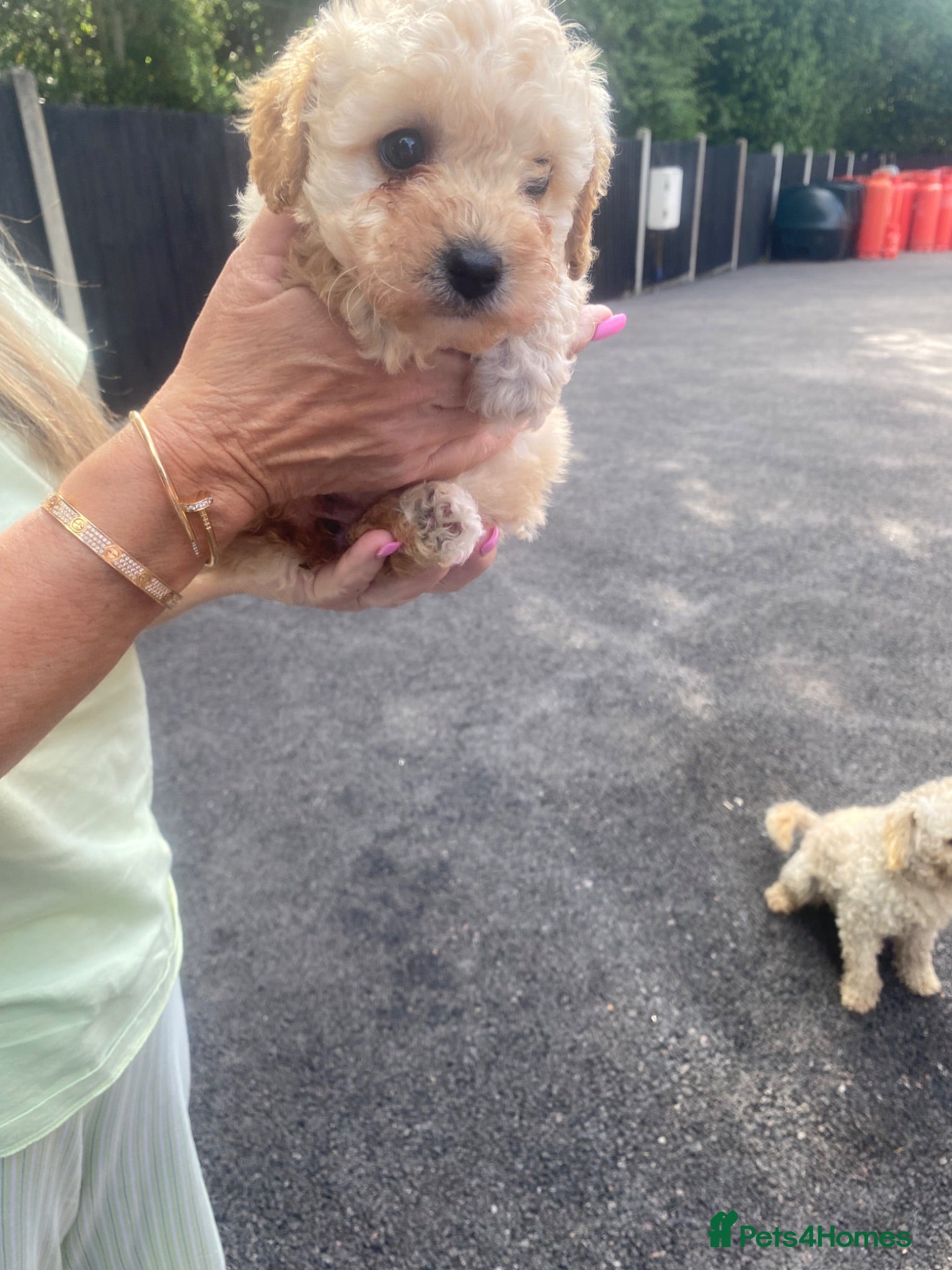Toy Poodle dogs 🩷 Beautiful Toy Poodle Puppies 🩵 - Advert 2