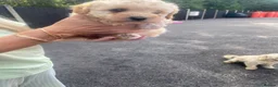 Toy Poodle dogs for sale: 🩷 Beautiful Toy Poodle Puppies 🩵 - Advert 2