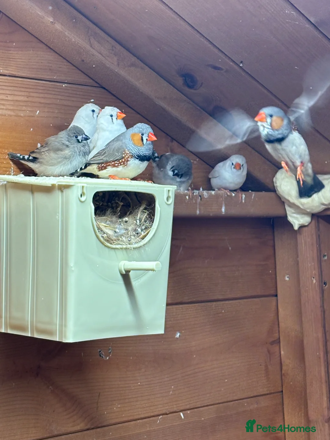 Finches birds for sale: Mixed zebra finches  in Milton Keynes - Advert 2