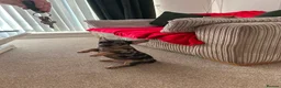 French Bulldog dogs for sale: French bulldogs  - Advert 5