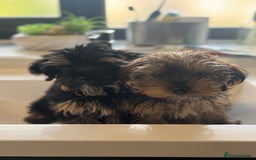 Yorkshire Terrier dogs for sale: Puppies for sale  - Image 9