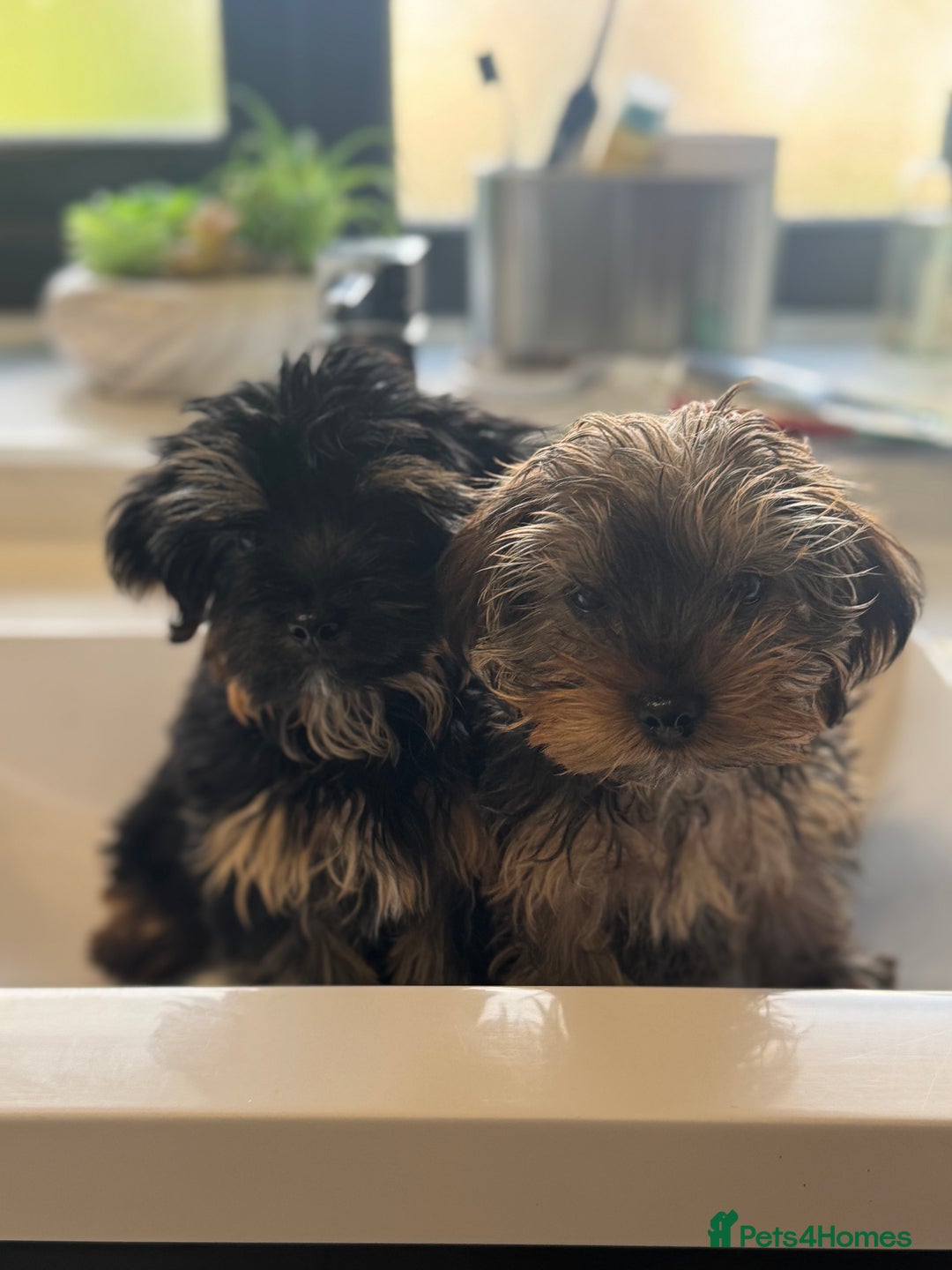 Yorkshire Terrier dogs for sale: Puppies for sale  - Image 9