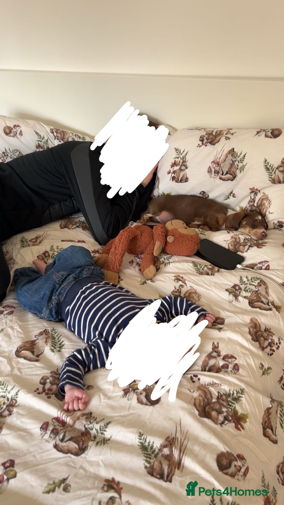 Miniature Dachshund dogs for sale: Milo the miniature dachshund  - Image 11
