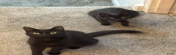 Mixed Breed cats for sale: Kitten for sale - Advert 5