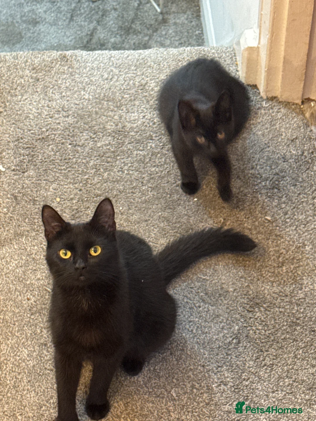 Mixed Breed cats for sale: Kitten for sale - Advert 5